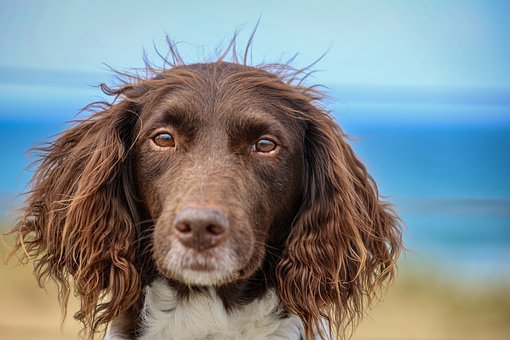 狗, 国内动物, 肖像, 猎犬, 明斯特兰德, 动物, 毛皮, 鼻子, 朋友